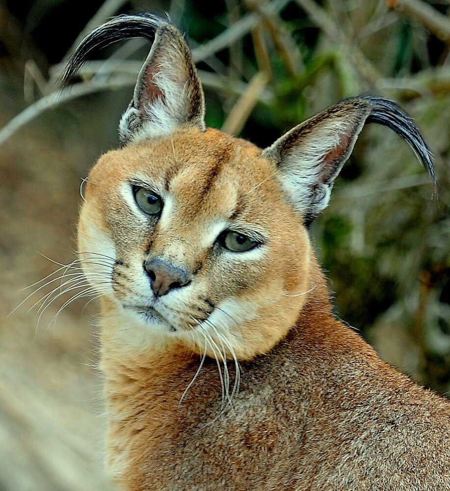 Степная кошка каракал