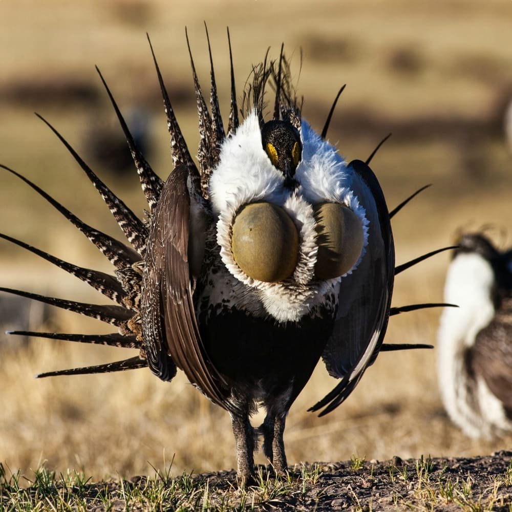 Полынный (шалфейный) тетерев.