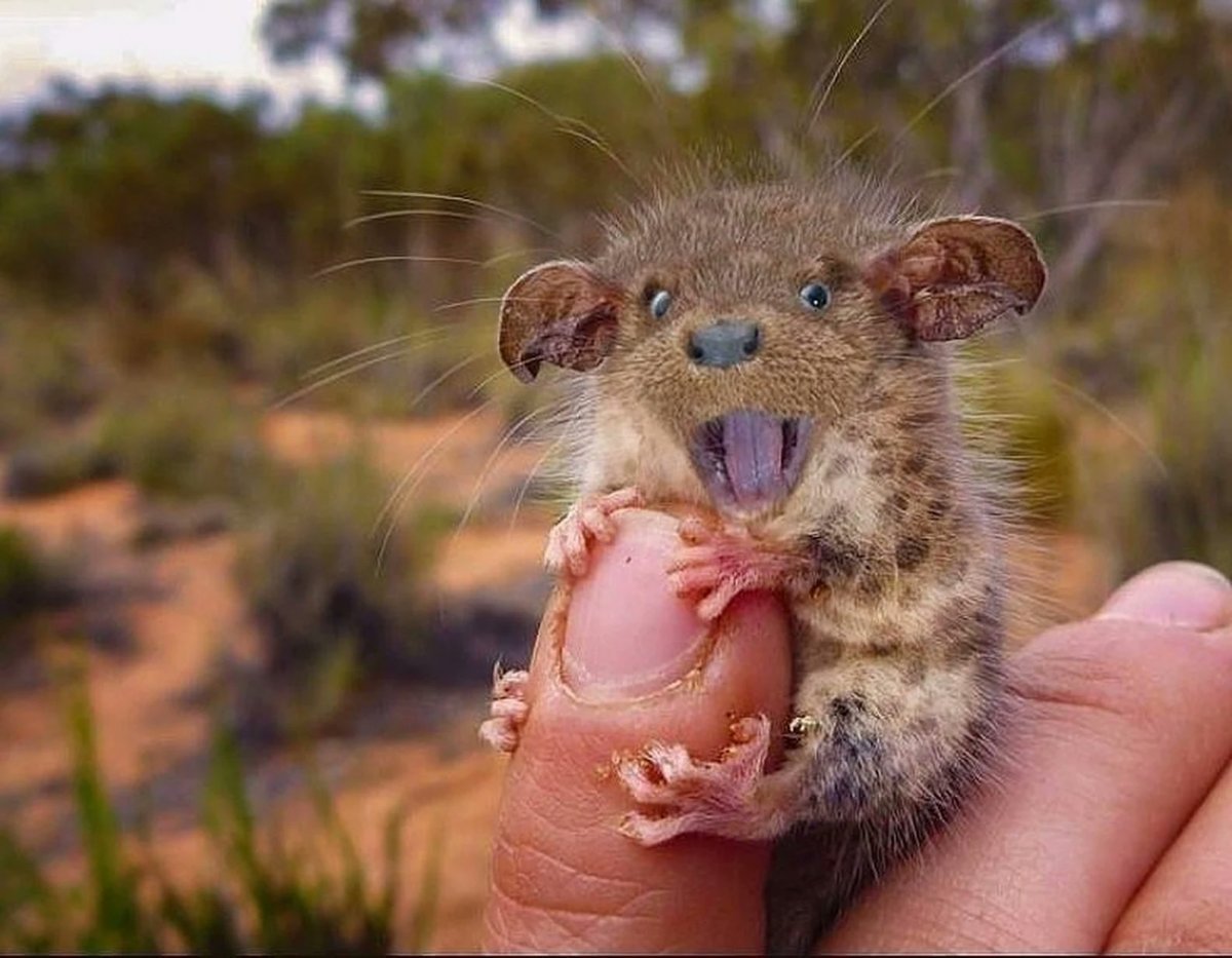 Австралийский поссум