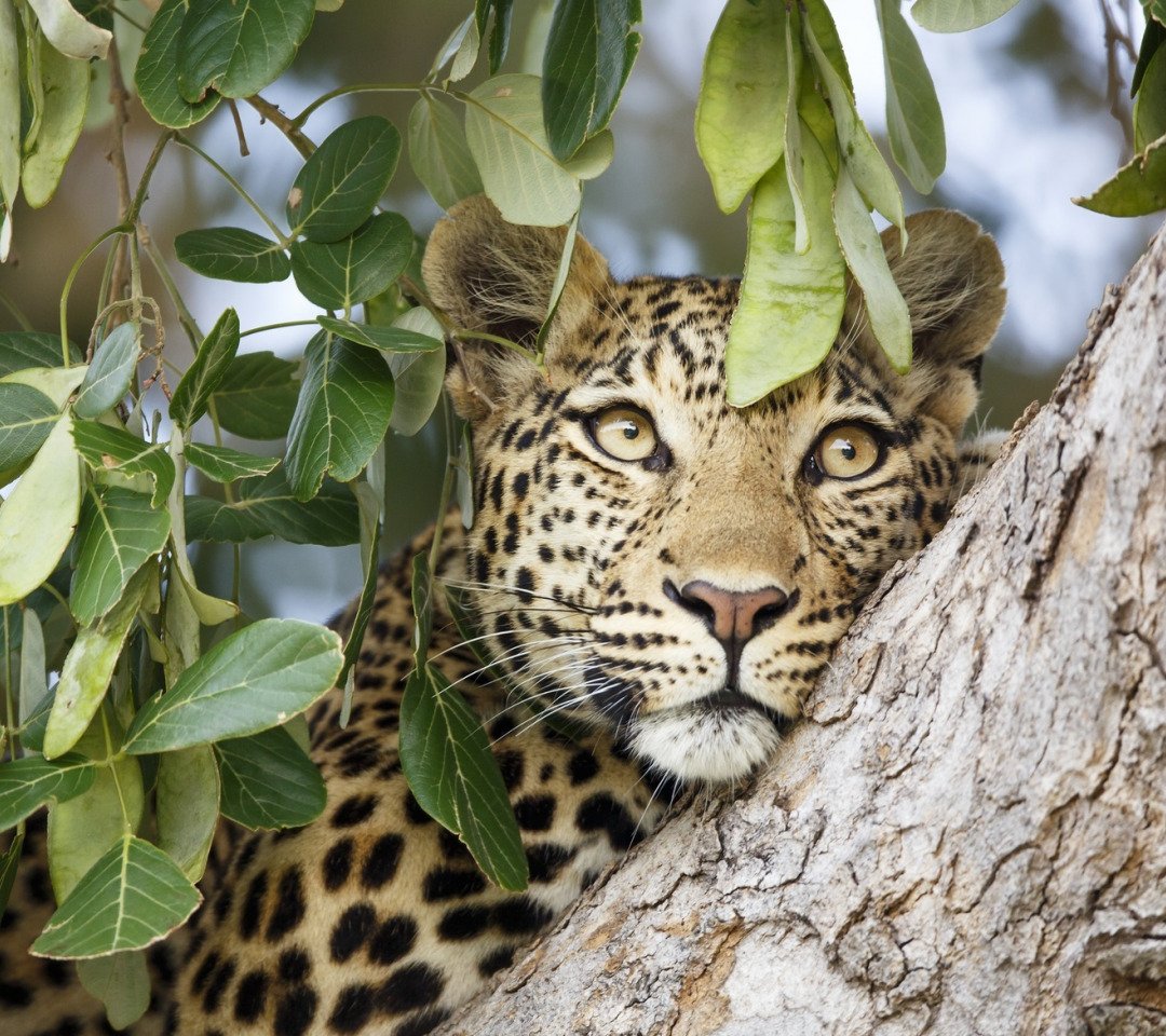 Хищные животные