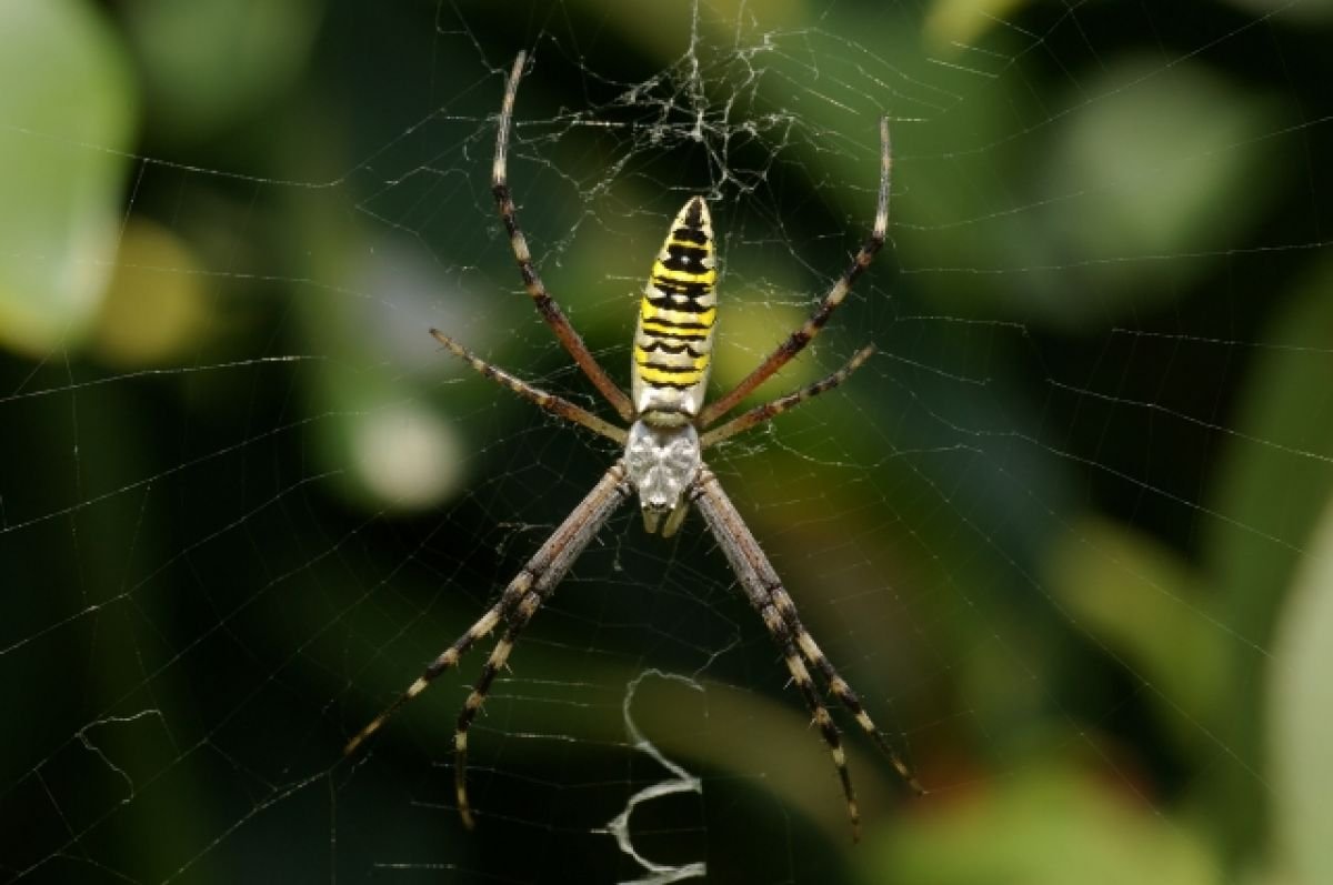 Паук Аргиопа Брюнниха