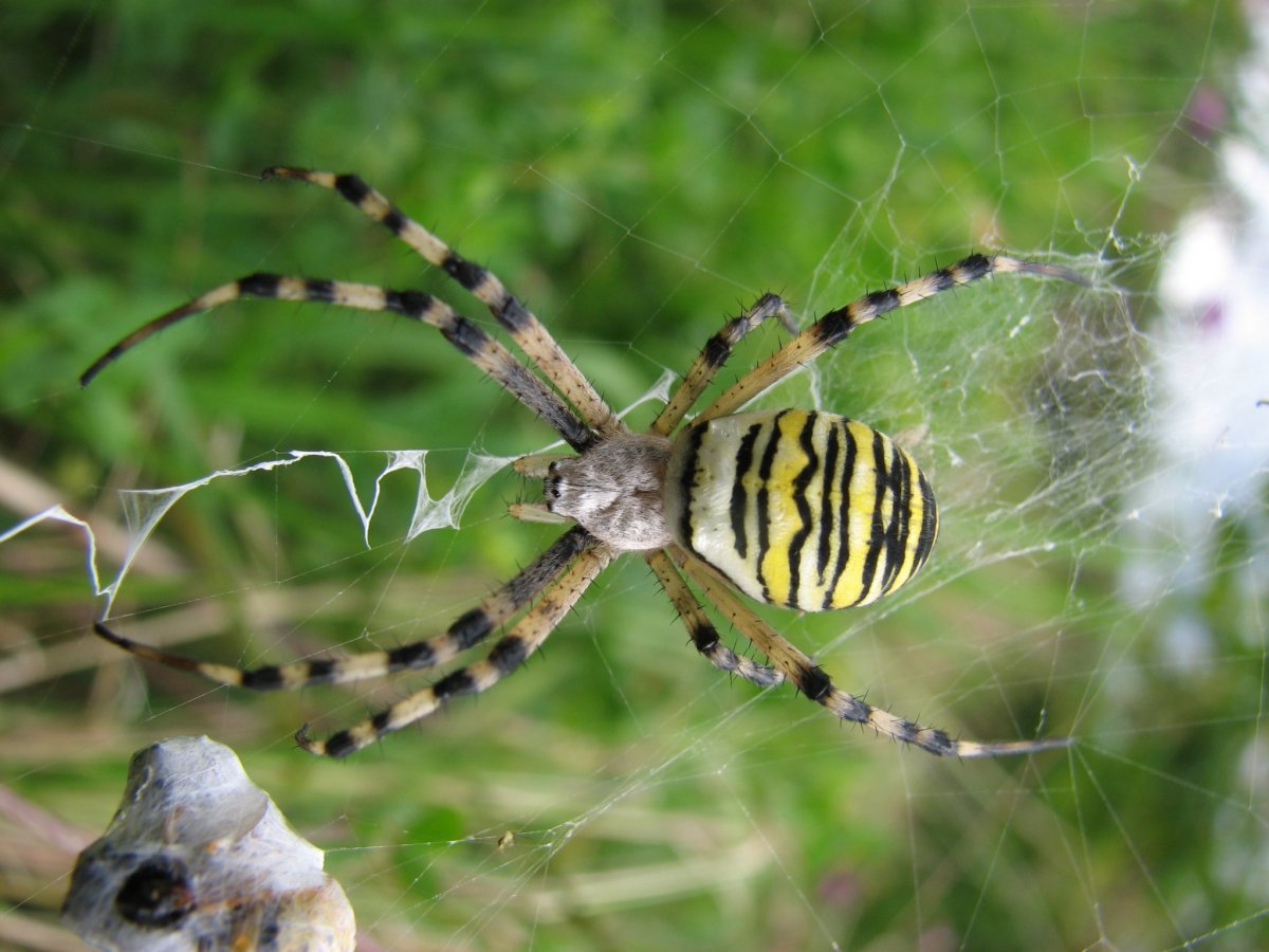 Паук Аргиопа Садовая