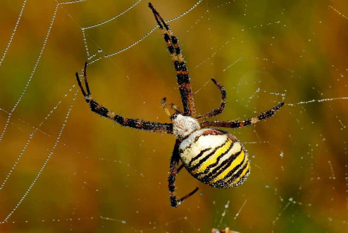 Аргиопа Брюнниха паутина