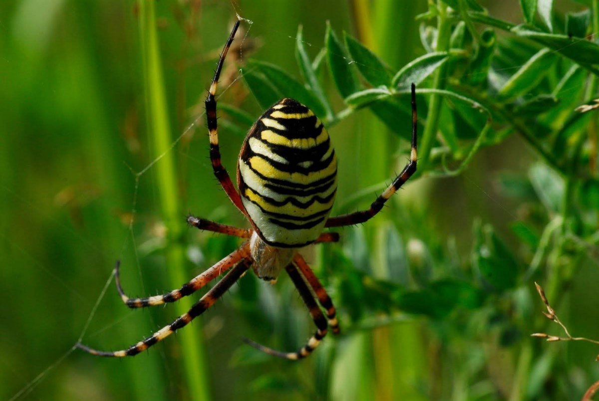 Тайгер паук Аргиопа Брюнниха