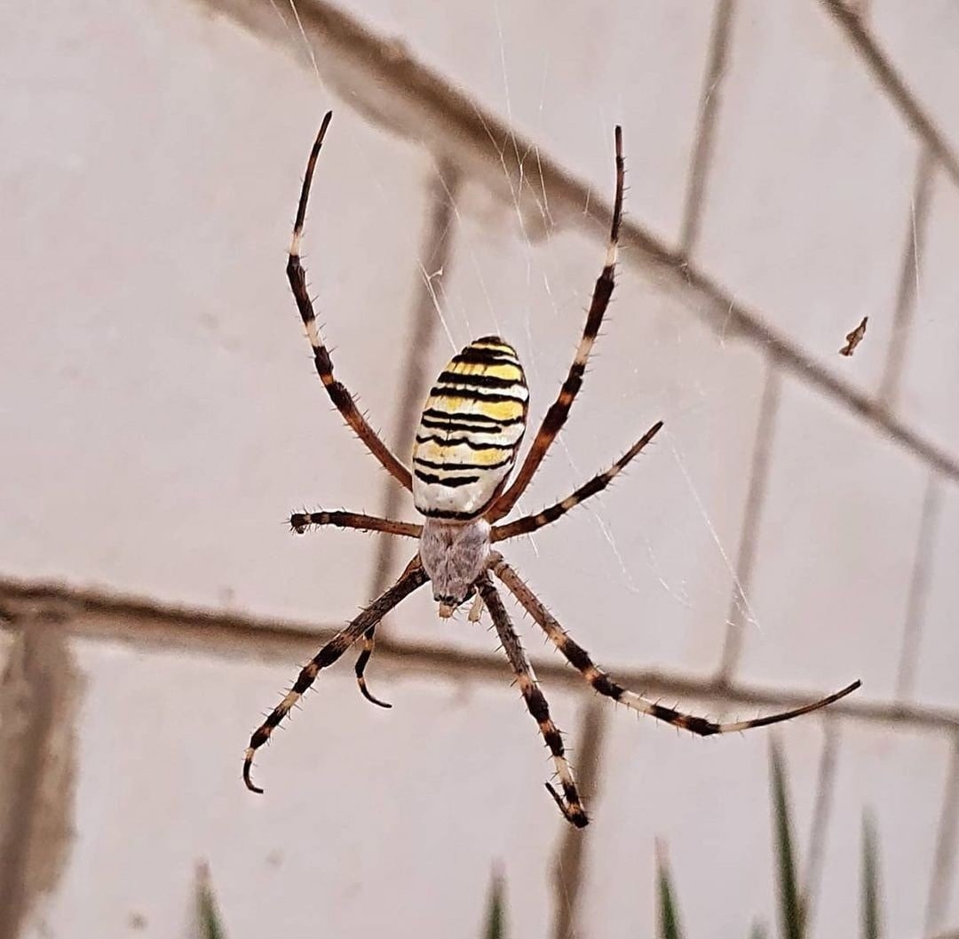 Аргиопа Брюнниха укус