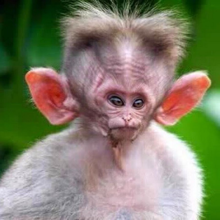 Лопоухая обезьяна