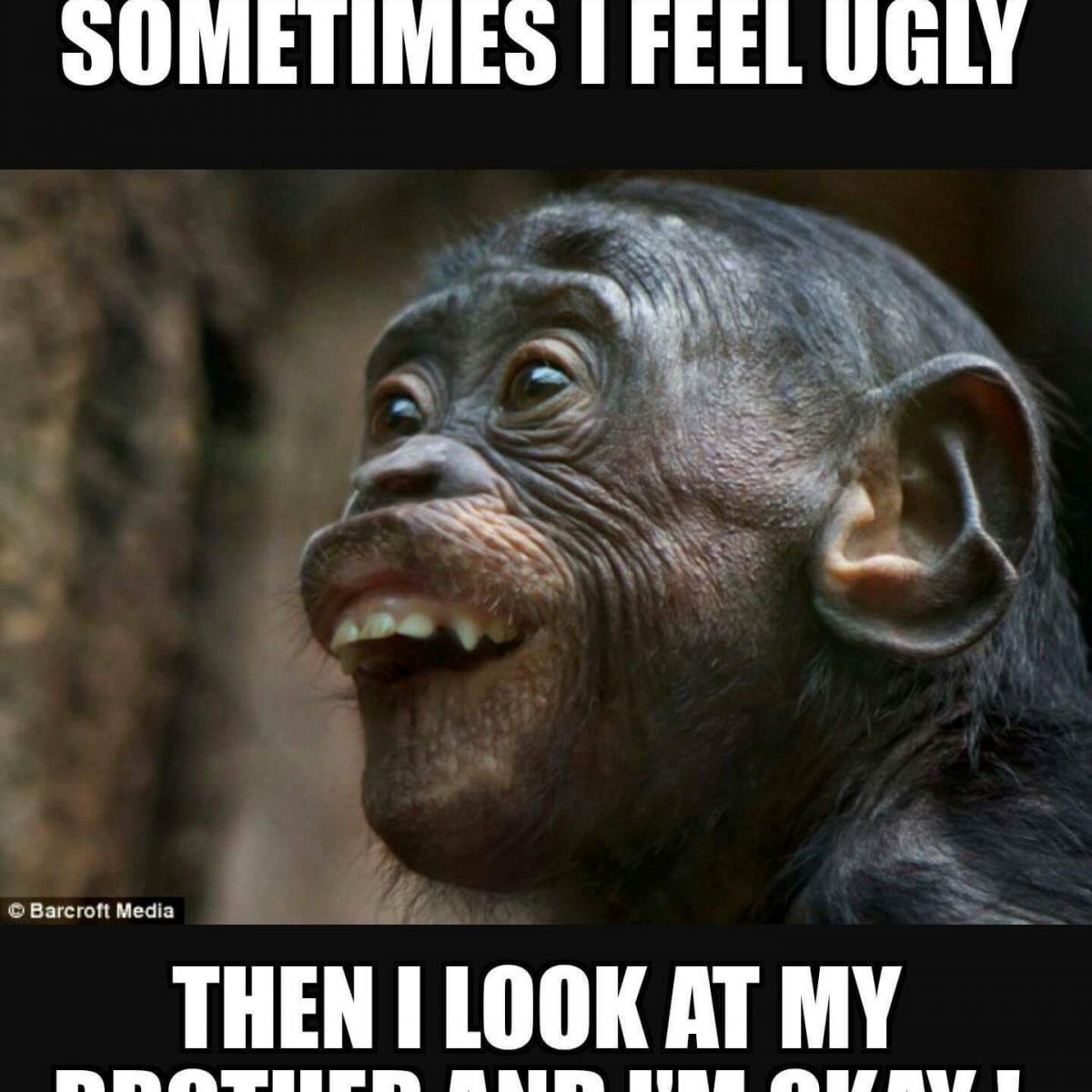 Шимпанзе смешные