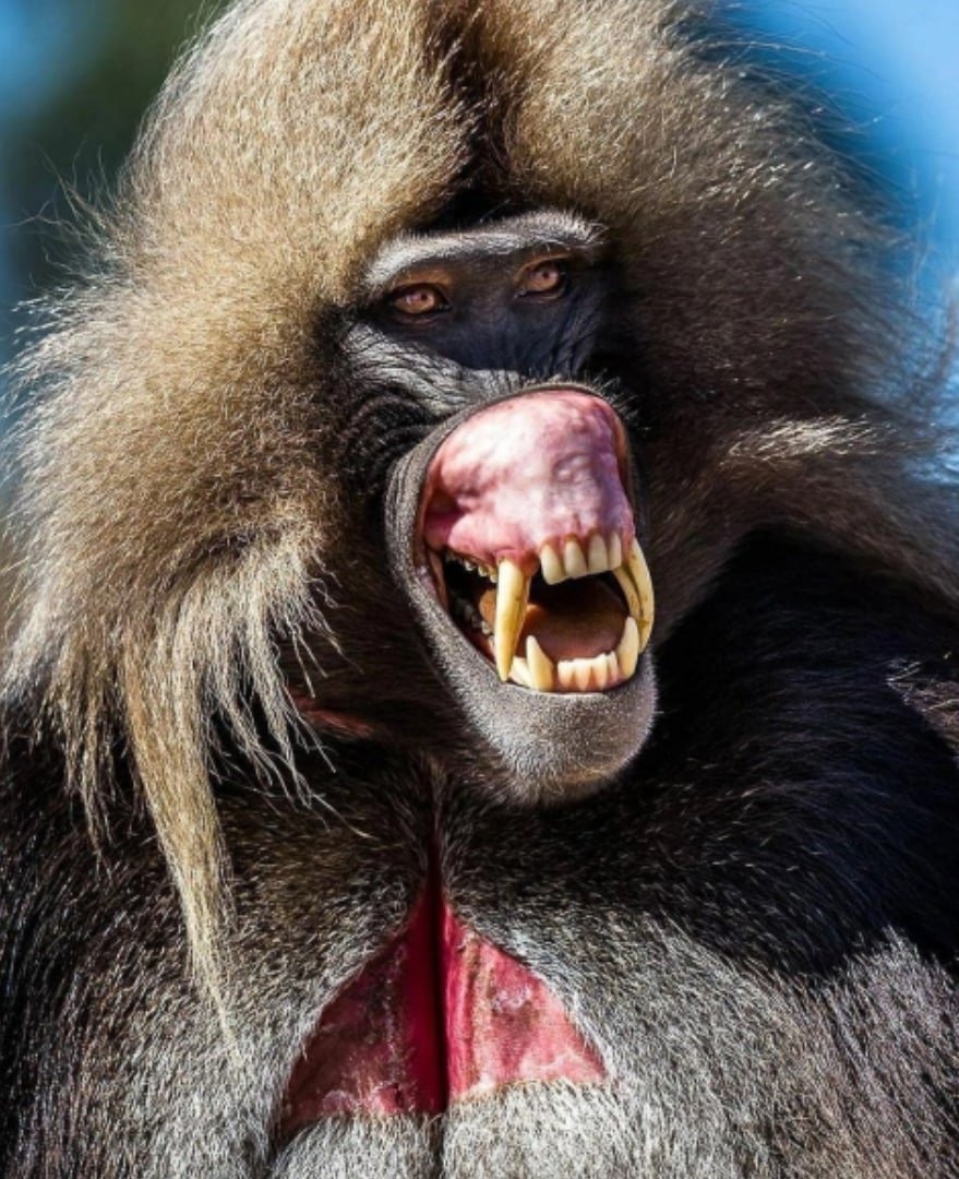 Бабуин Гелада