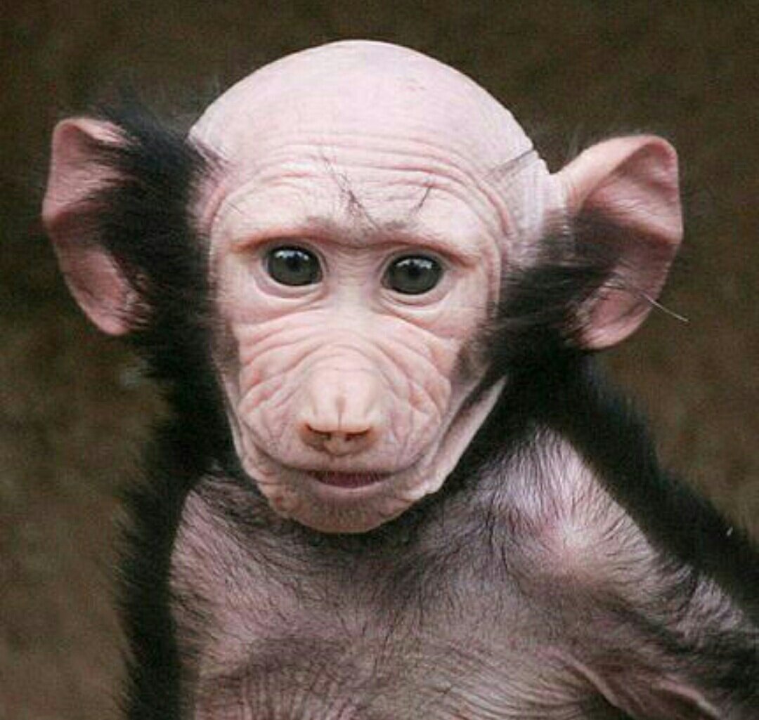 Безволосая обезьяна