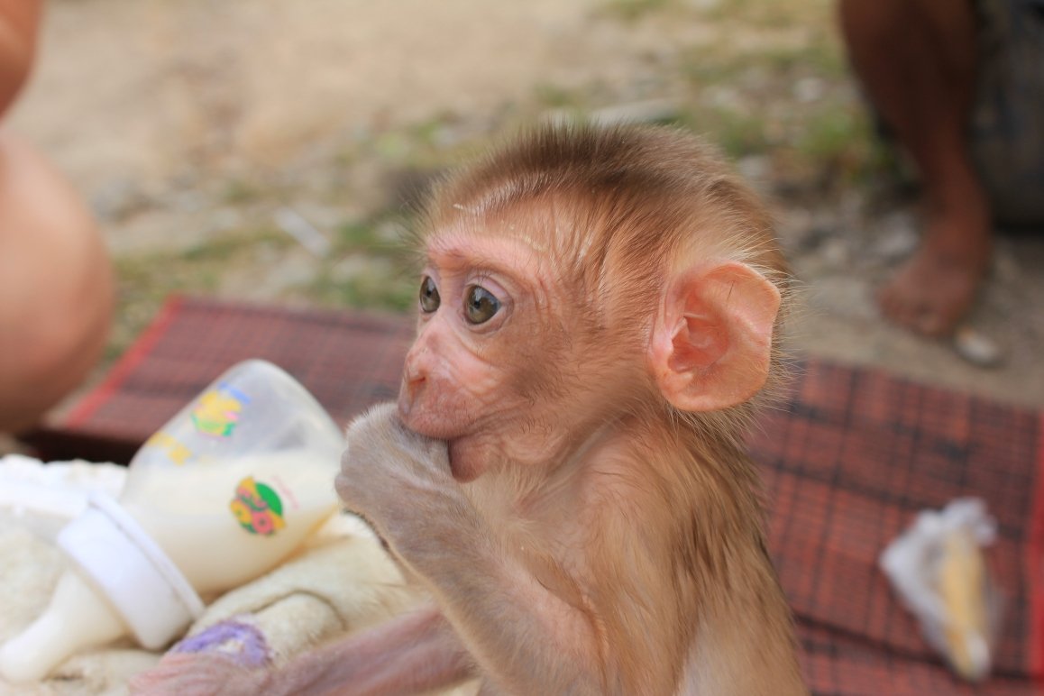 Обезьянки малышки