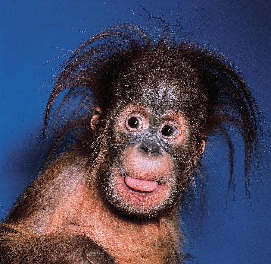 Стрижка под мартышку