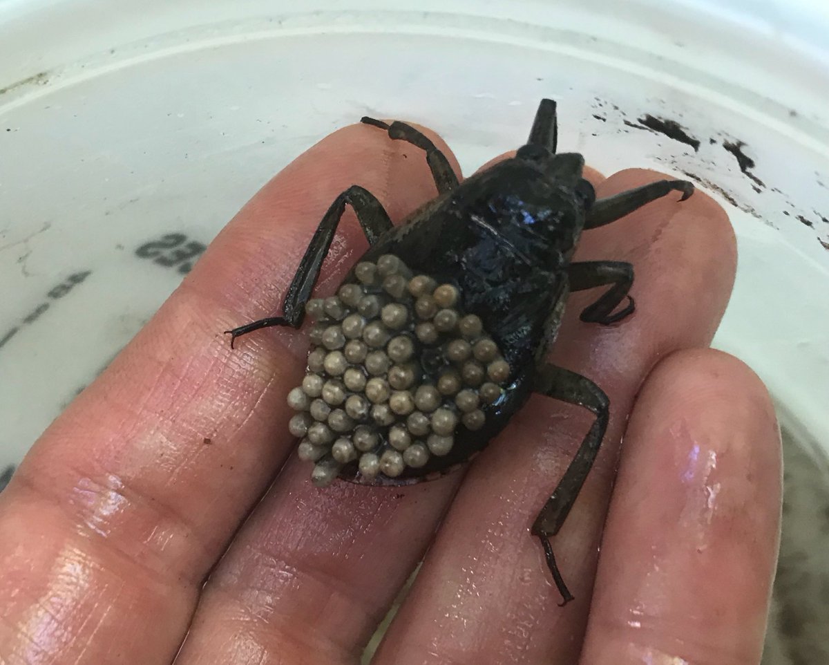 Водяной клоп Гладыш укус