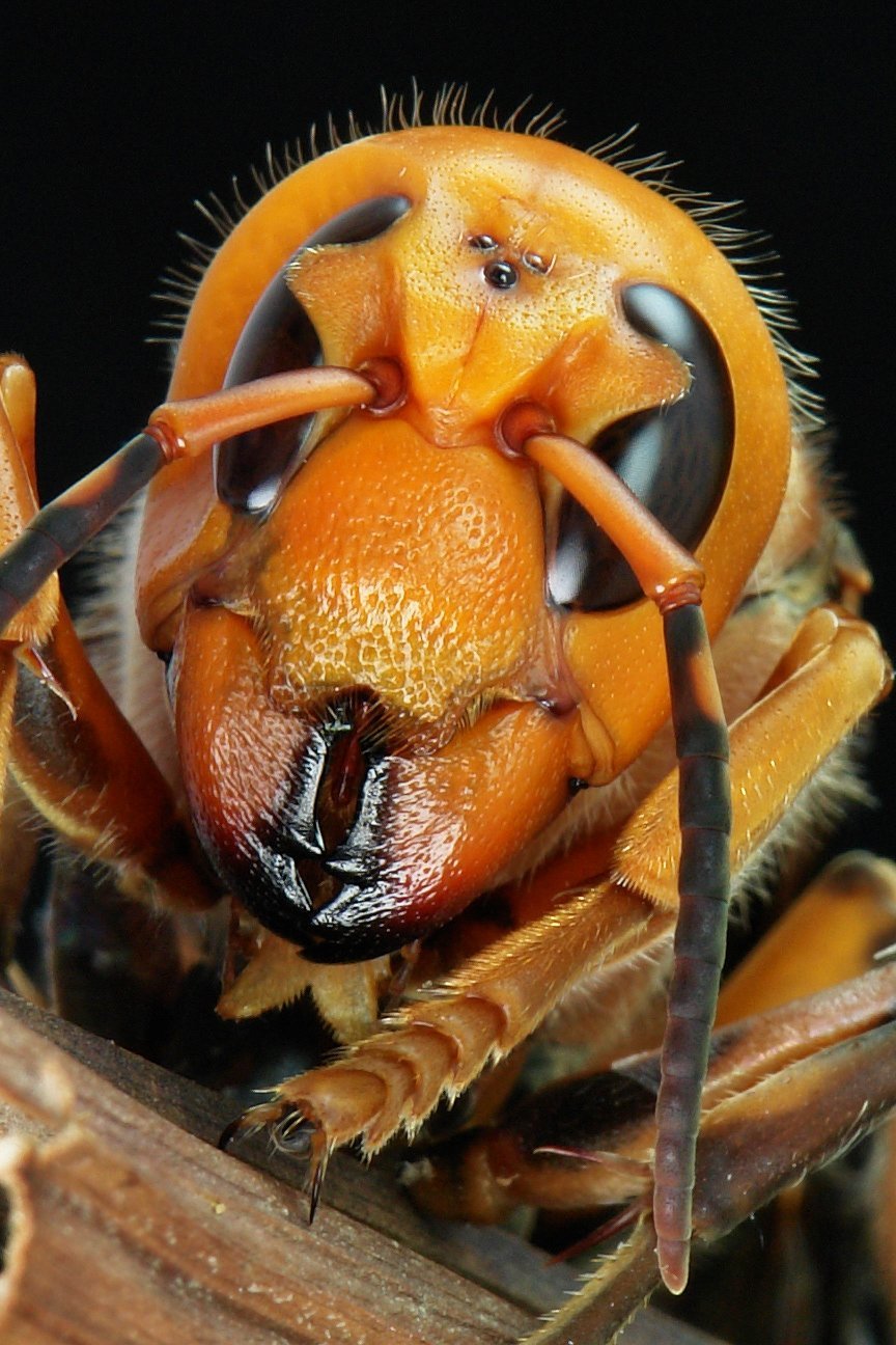 Страшный мир насекомых. Vespa mandarinia Шершень. Азиатский Шершень. Гигантский азиатский Шершень. Королевский Шершень.