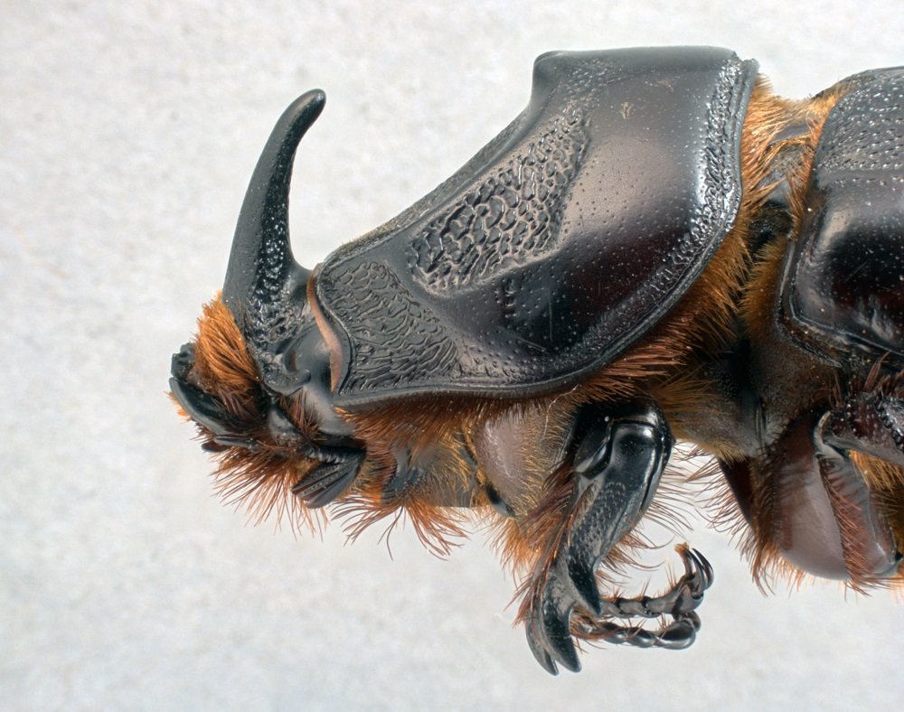 Жук носорог ротовой аппарат