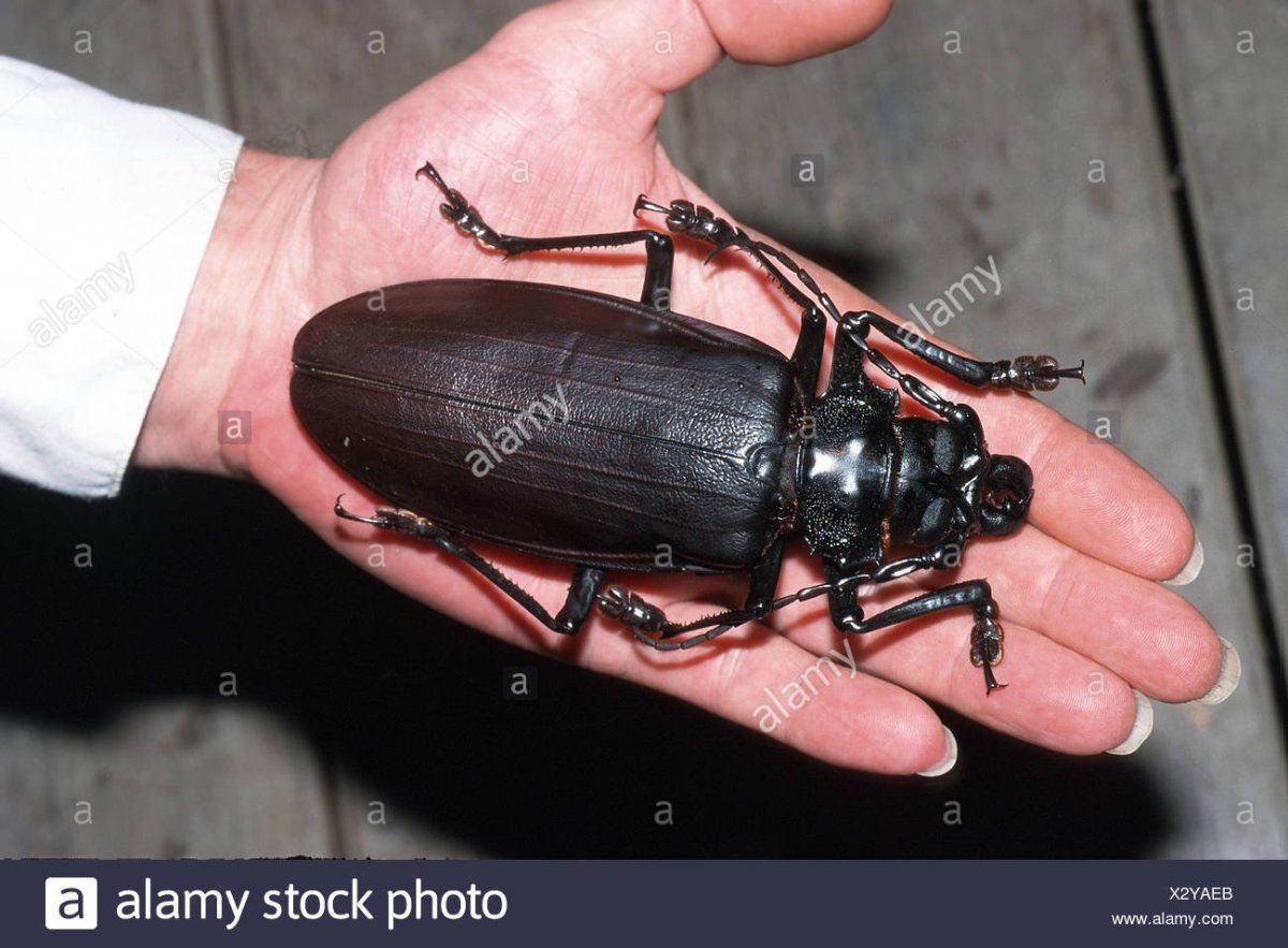 Жук усач Титан