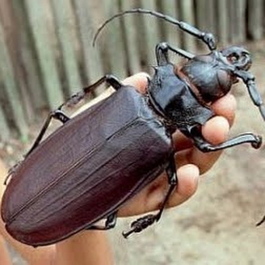 Жук усач Дубильщик