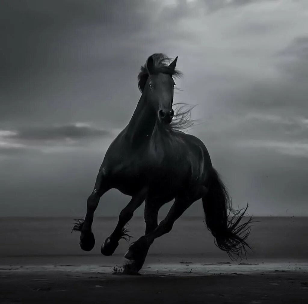 Черный конь песня. Фризская лошадь. Фризская лошадь Эстетика. Арабский скакун галоп. Фризская лошадь галоп.
