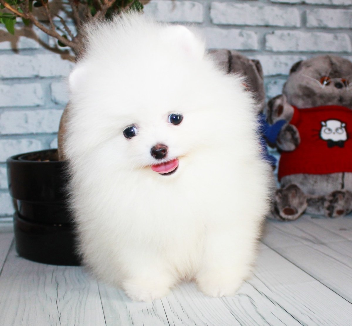 Шпиц померанский медвежьего белый