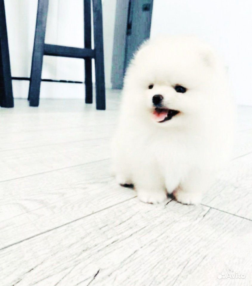 Померанский шпиц мини