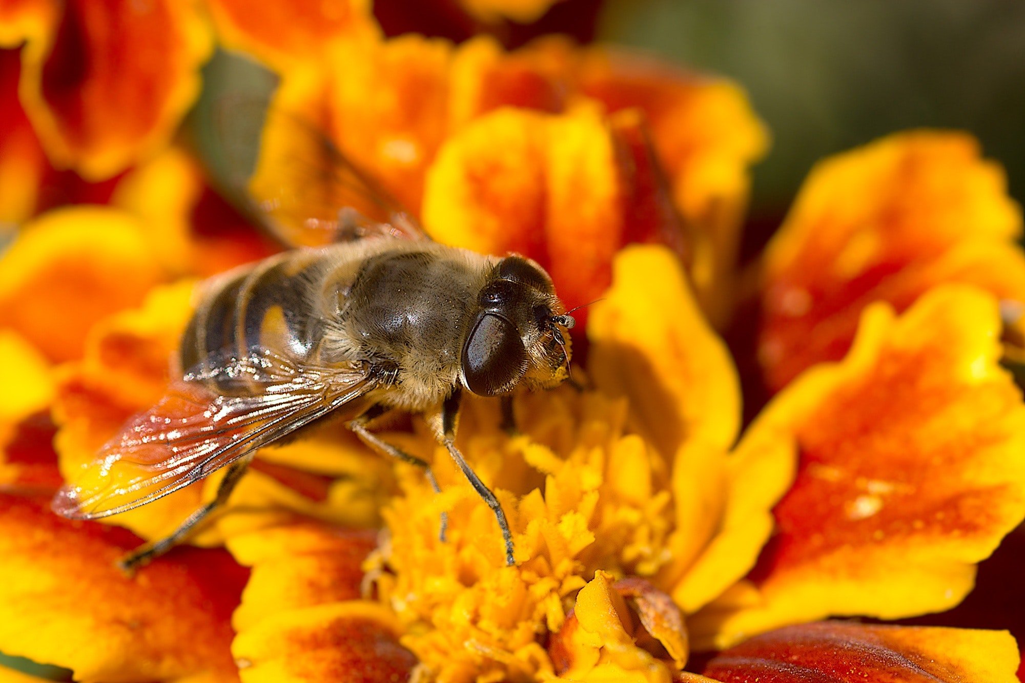 Виды нектара. Мегахилиды пчелы. Донниковый мёд пчела. Оранжевая пчела. Медовые цветы.