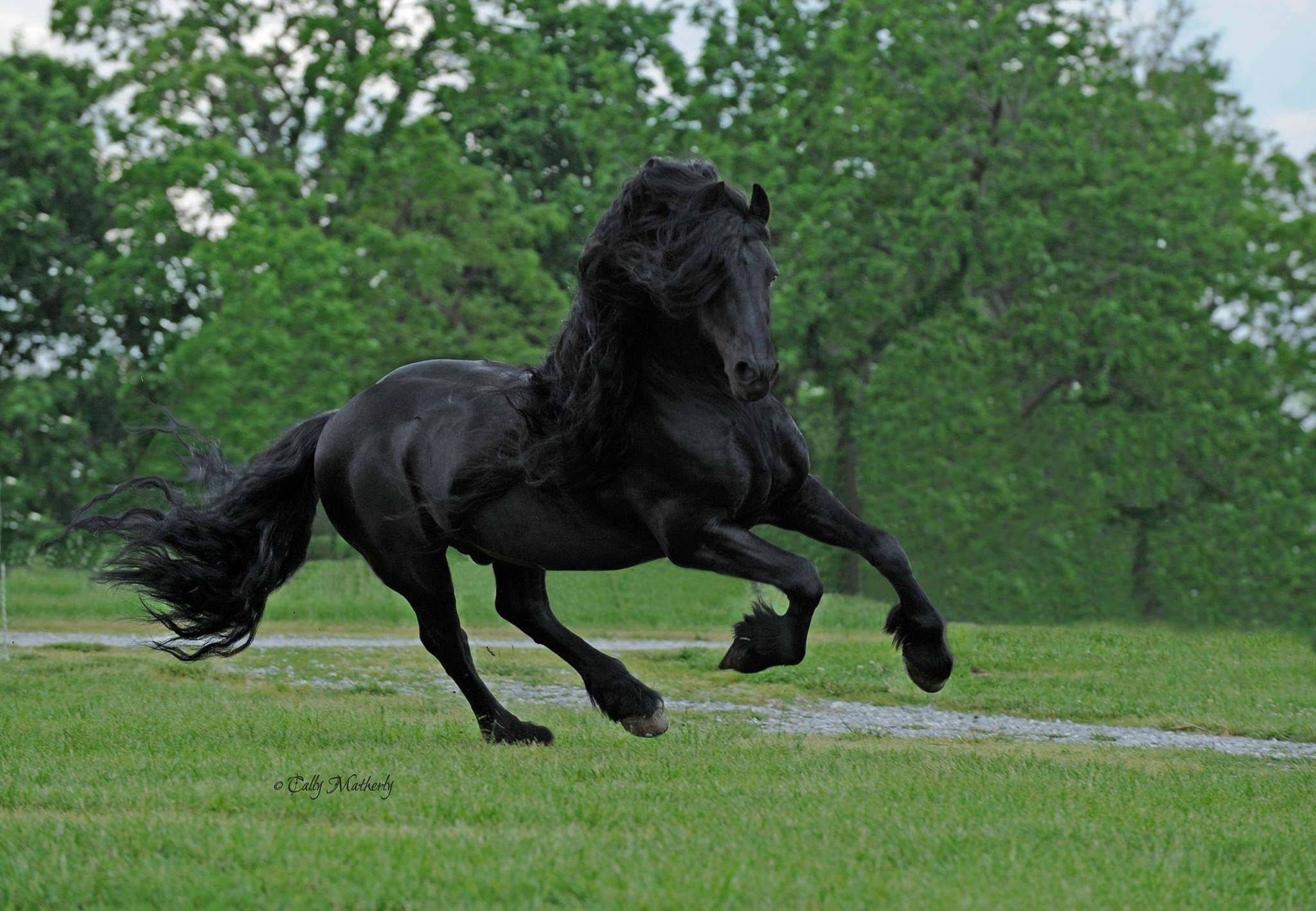 Про черного коня. Фредерик Великий Фризская лошадь. Фриз Фризская лошадь.