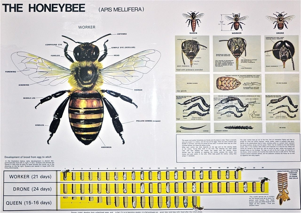 Таблица развития пчел. Таблица развития пчелы. Развитие пчелы. Схема развития пчелы. Схема развития пчеломатки.