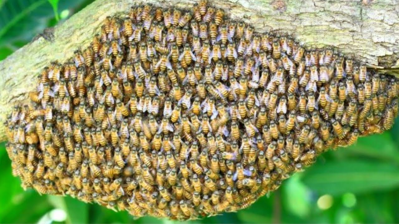 Жизнь пчел рабочих. Гнездо пчелы ЛИСТОРЕЗА. Гнездо медоносных пчел. Образ жизни пчел. Пчелы в естественных условиях.