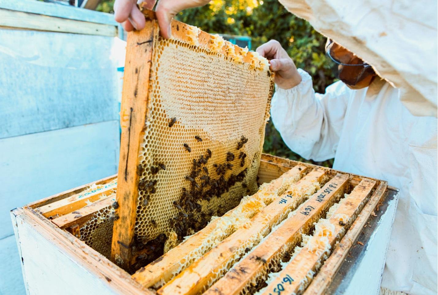 Когда собирают мед. Пасека «мед Пушкиногорья». Пчелы пасека. Сбор меда на пасеке. Медовый улей.