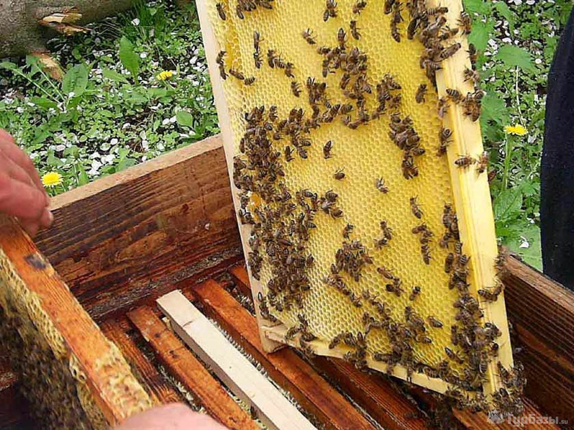 Что используют пчелы. Улей для пчел. Пчелы пасека. Соты пчел. Соты в улье.