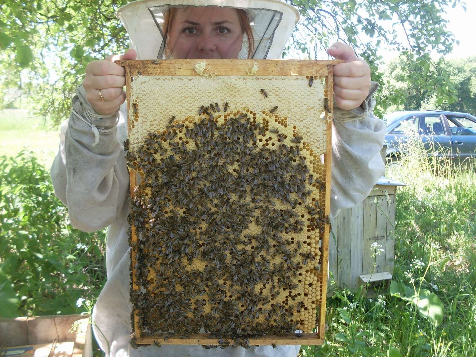 Пчеловодство для начинающих. Пчелопакеты Карника. Рамки для пчел. Пчеловодство узковысокий улей. Рамочное Пчеловодство.