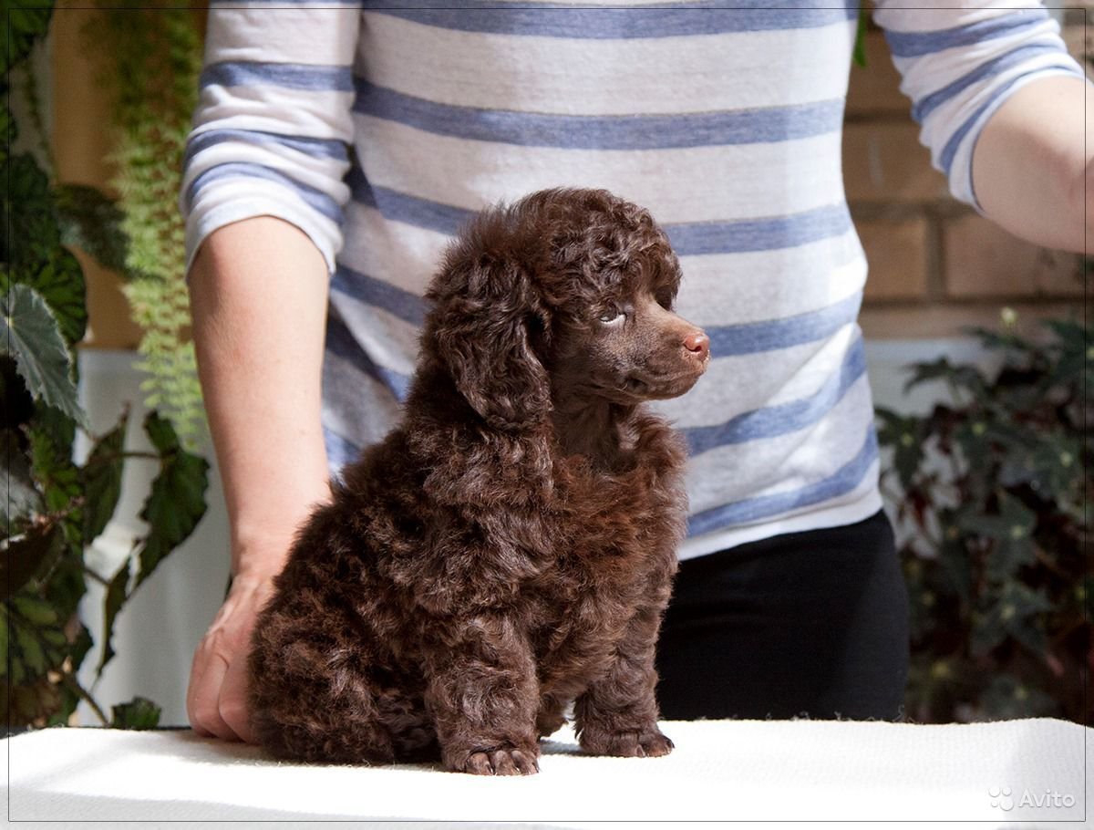 Карликовый пудель шоколадный