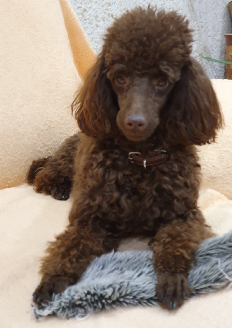 Шоколадный пудель перецвет