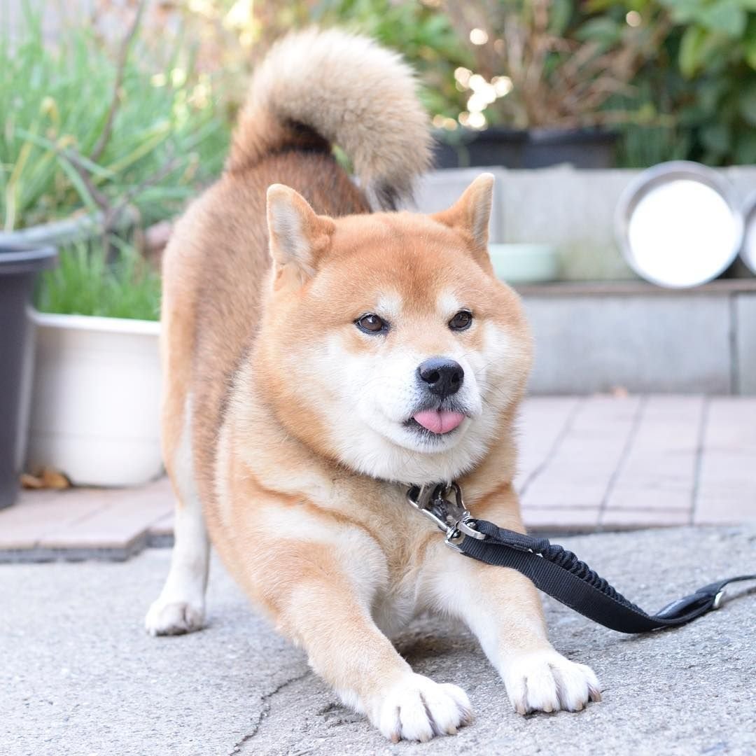 Акита Шиба ину