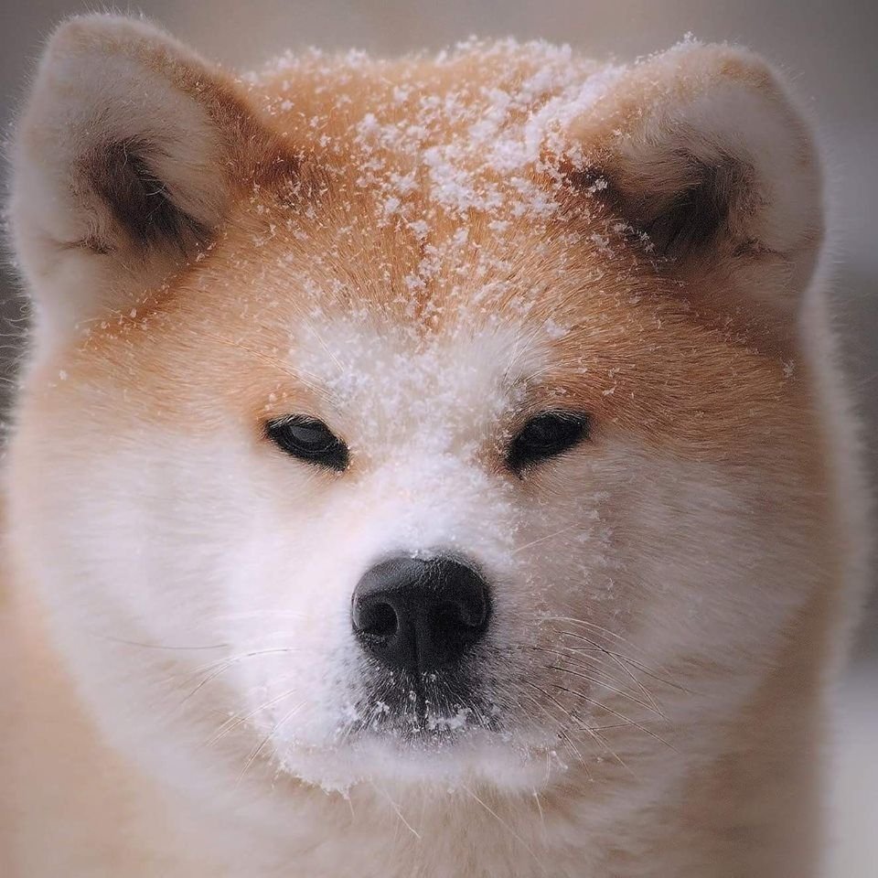 Хатико порода Акита