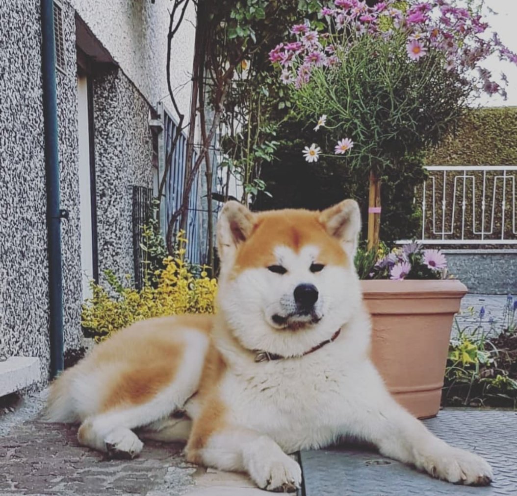 Акита-ину мраморная