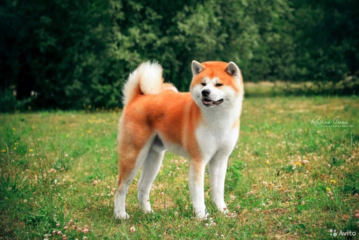 Мини Акита ину