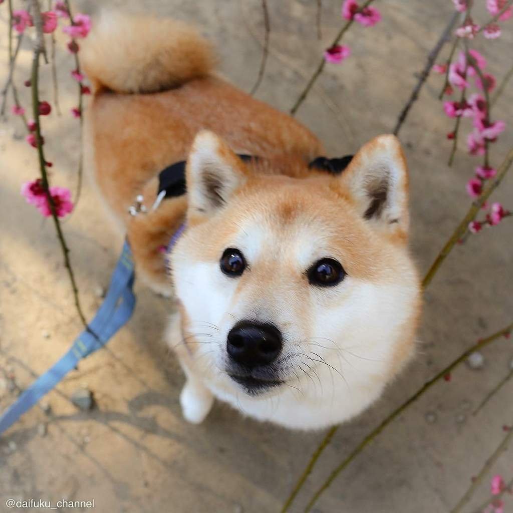 Сиба ину японская арт