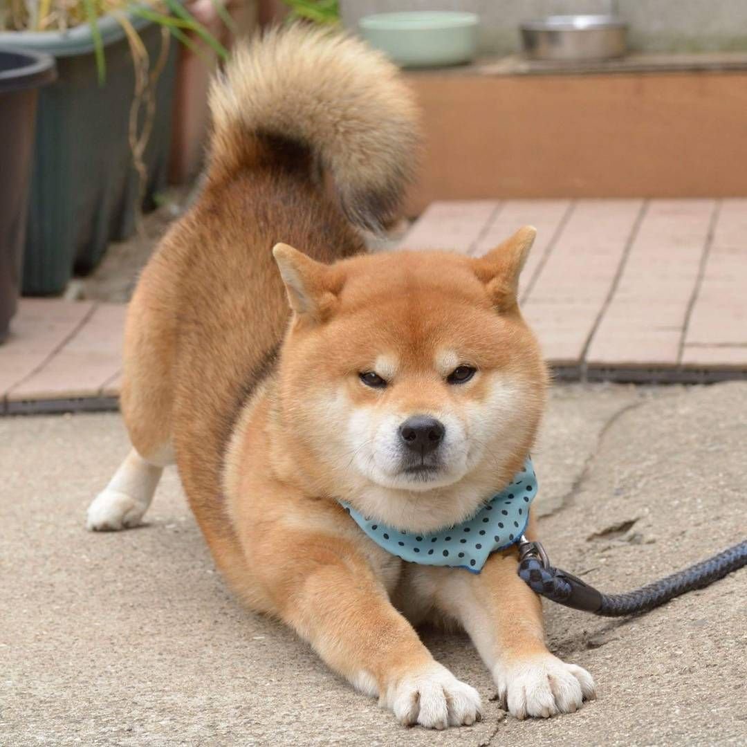 Корейская сиба ину