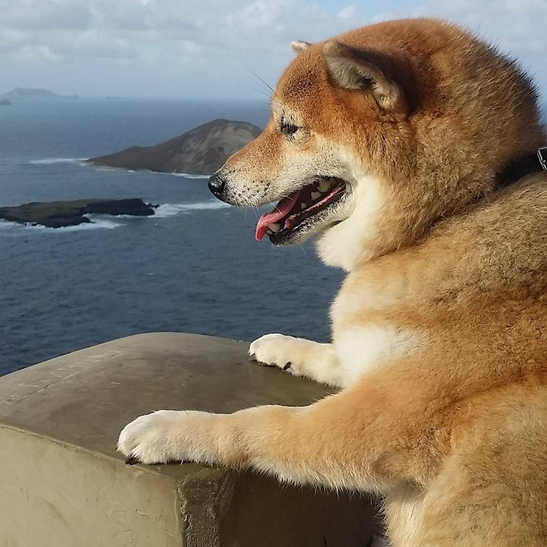 Акита-ину фото