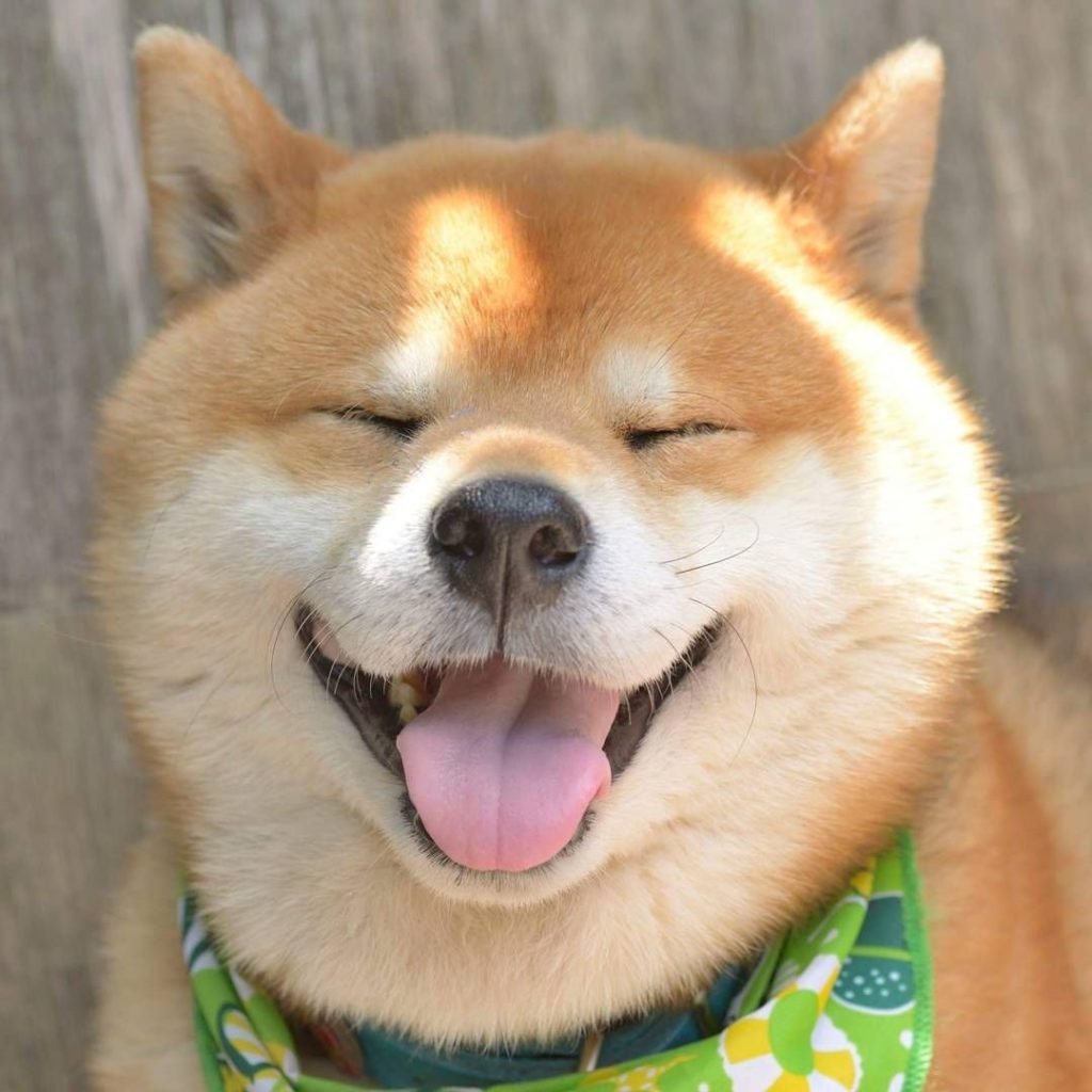 Японская собака акита ину