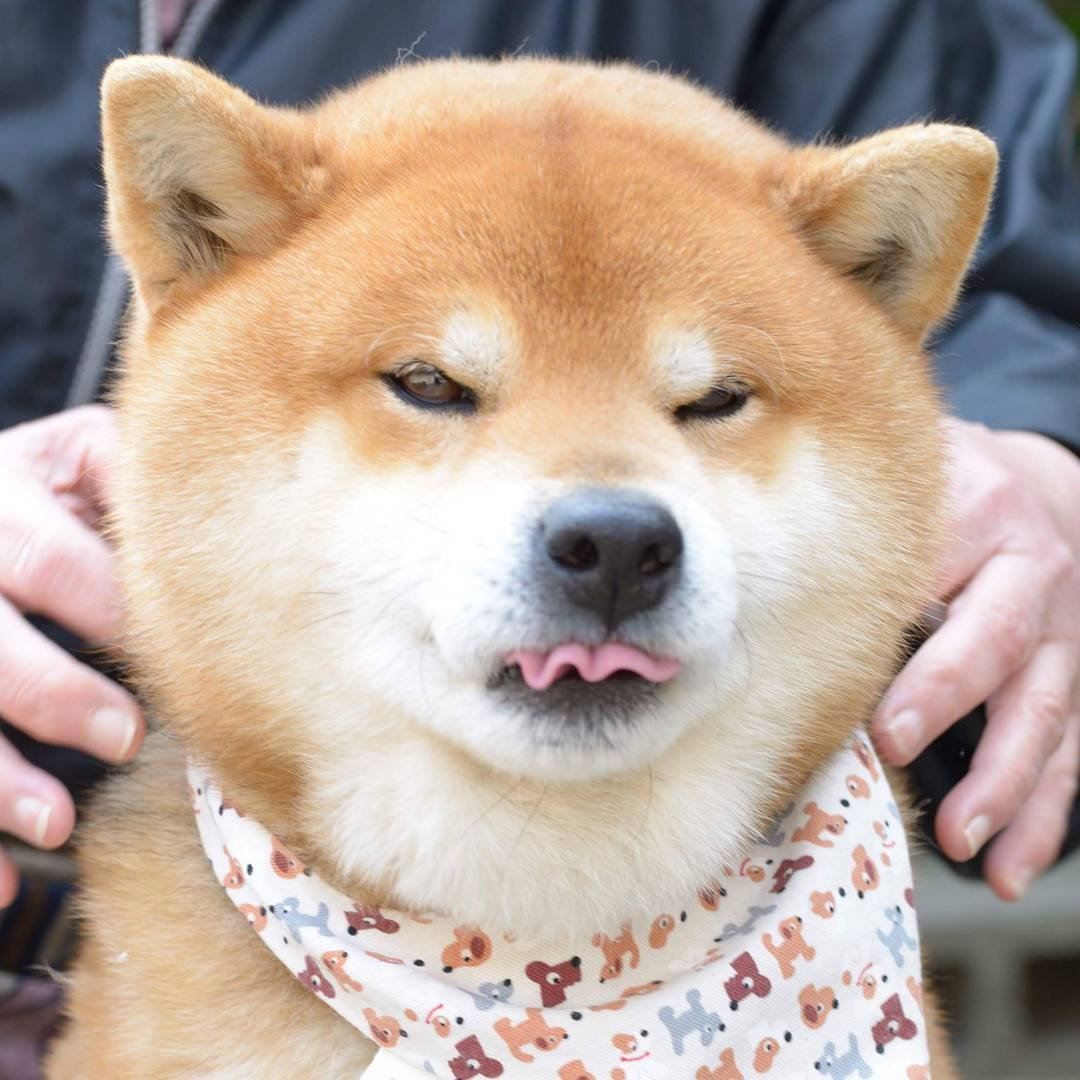 Японская порода собак сиба-ину