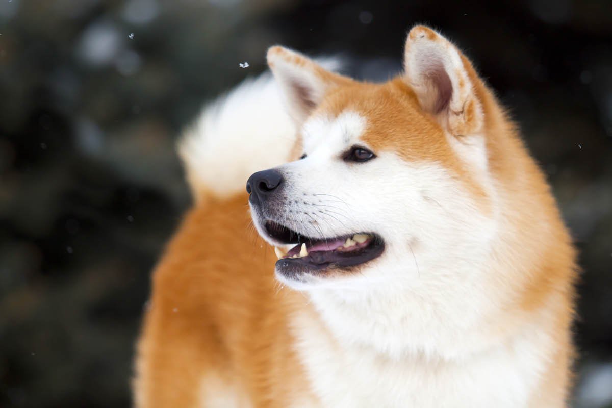 Акита ину голова