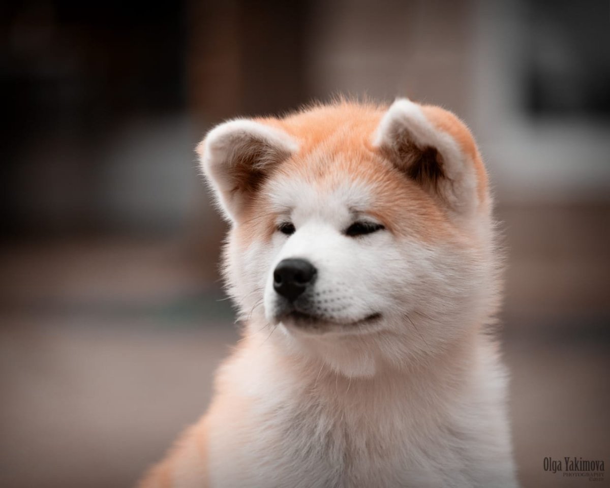 Злая Акита ину