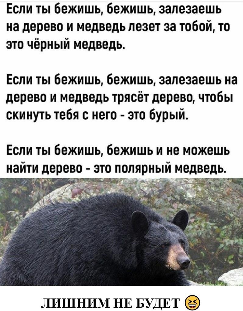 Если вы залезли на дерево а там медведь