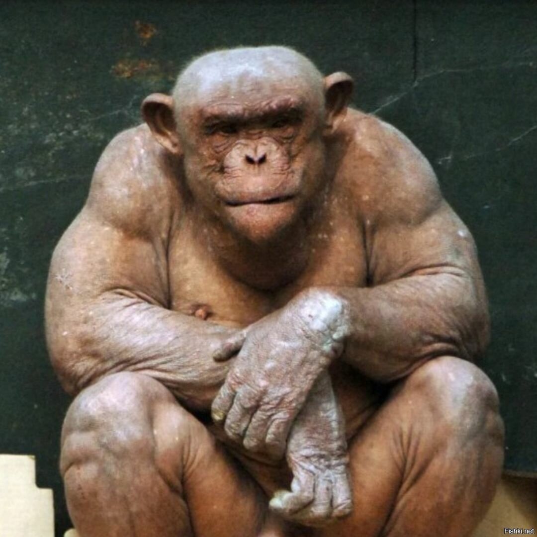 Лысая горилла