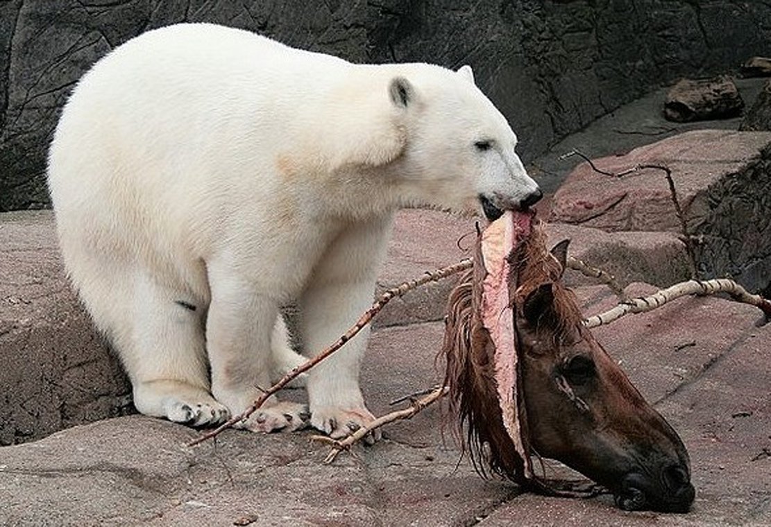 Белый медведь ест человека