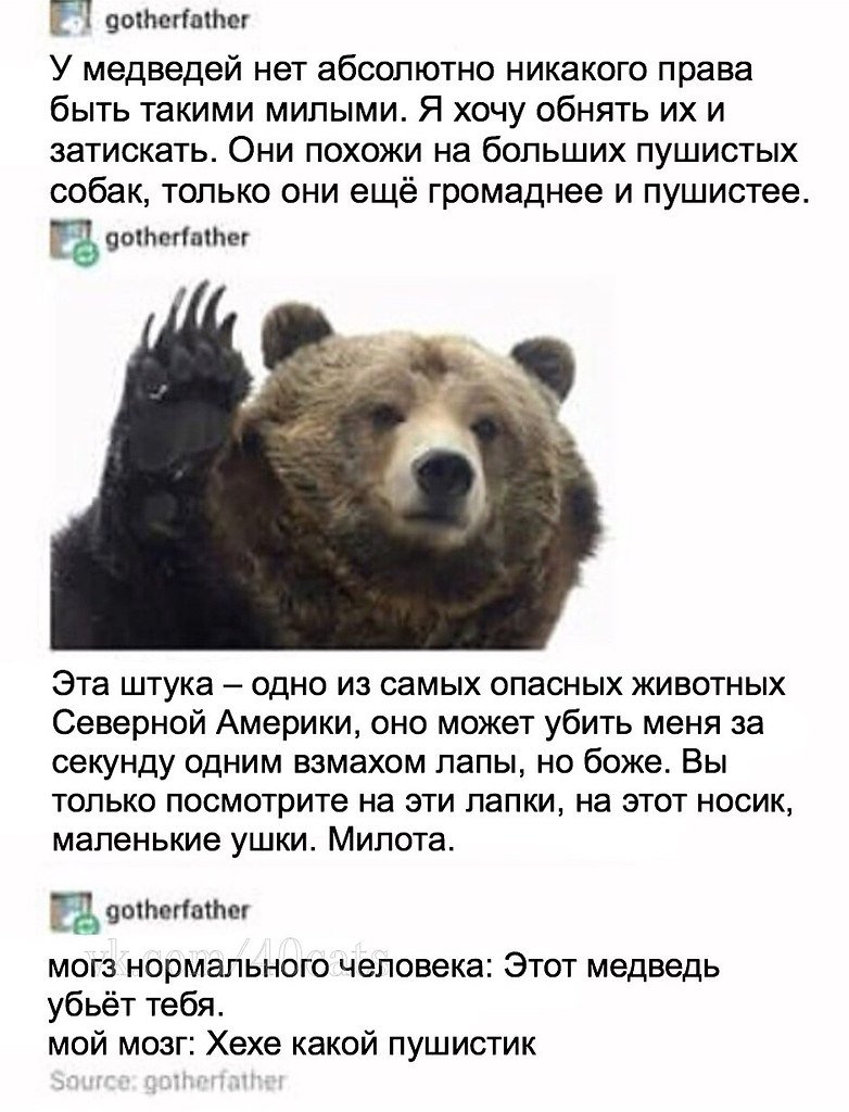 Цитаты про медведя