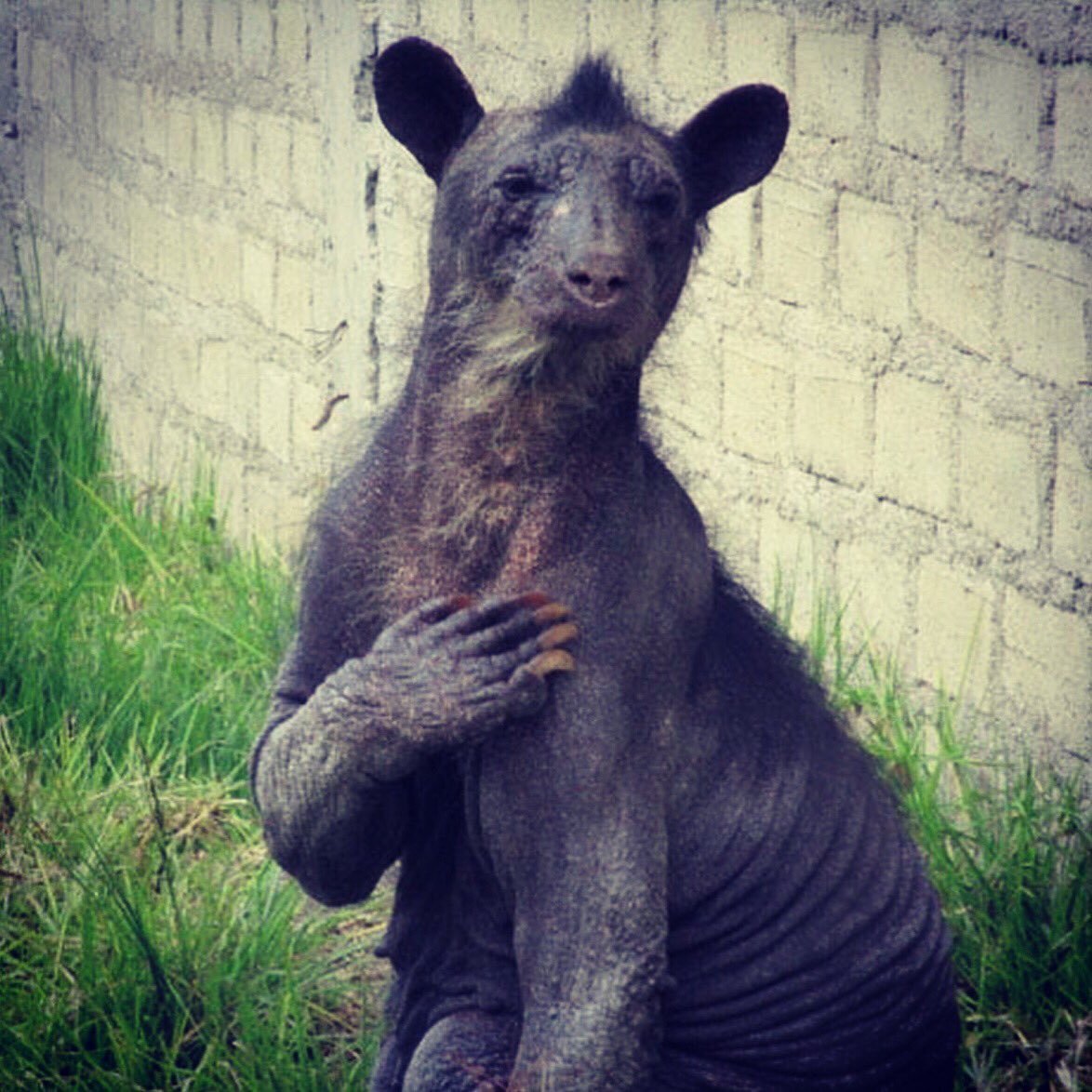 Очковый медведь лысый