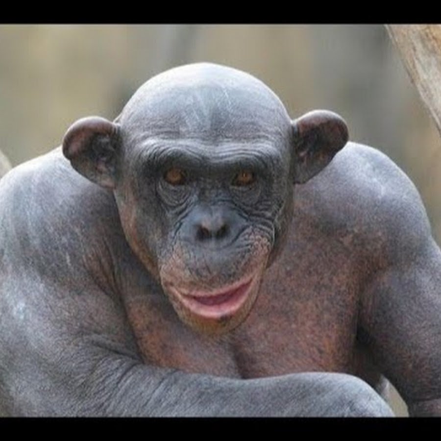 Планета обезьян лысая обезьяна