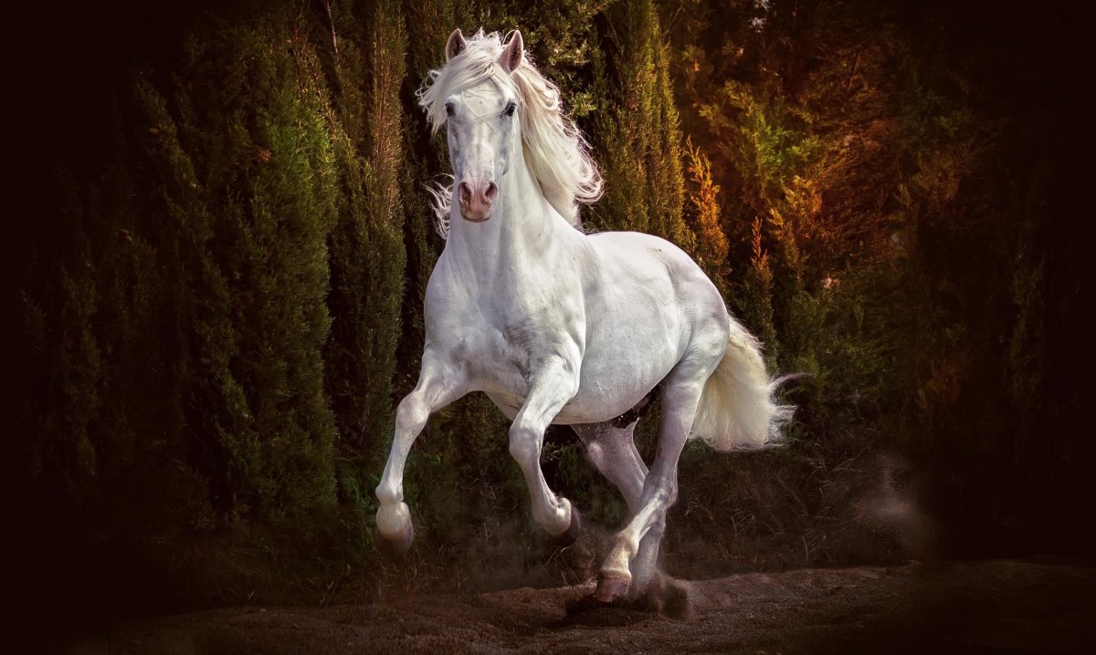 Андалузская голубая лошадь